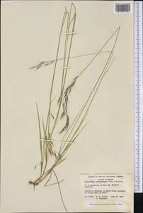 Schizachne purpurascens (Torr.) Swallen, America (AMER) (Canada)