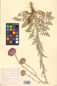 Carduus uncinatus M. Bieb., Eastern Europe, Lower Volga region (E9) (Russia)