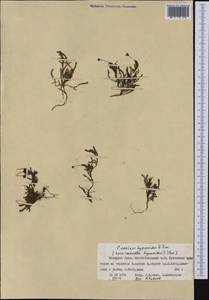 Harrimanella hypnoides (L.) Coville, Siberia, Western Siberia (S1) (Russia)