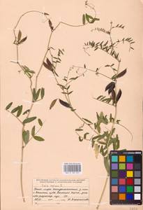 Vicia sepium L., Eastern Europe, Northern region (E1) (Russia)