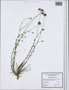 Jasione laevis Lam., Western Europe (EUR) (North Macedonia)