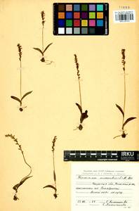 Herminium monorchis (L.) R.Br., Siberia, Baikal & Transbaikal region (S4) (Russia)