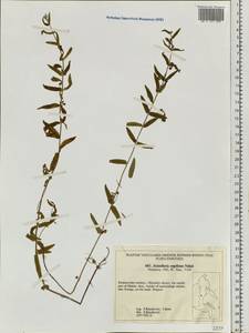 Scutellaria regeliana Nakai, Siberia, Russian Far East (S6) (Russia)