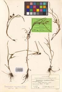 Sparganium hyperboreum Laest. ex Beurl., Siberia, Russian Far East (S6) (Russia)