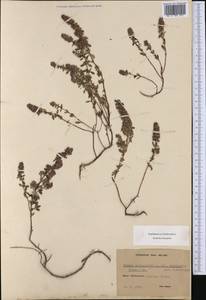 Thymus pulegioides subsp. montanus (Trevir.) Ronniger, Western Europe (EUR) (Germany)