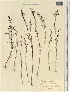 Striga aspera (Willd.) Benth., Africa (AFR) (Mali)