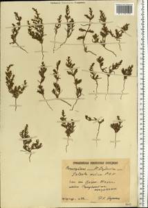 Soda acutifolia (Bunge) Mosyakin, Freitag & Rilke, Eastern Europe, Lower Volga region (E9) (Russia)