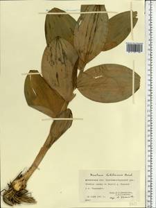 Veratrum lobelianum Bernh., Eastern Europe, Moscow region (E4a) (Russia)