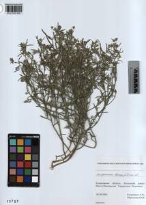 KUZ 003 559, Corispermum hyssopifolium L., Siberia, Altai & Sayany Mountains (S2) (Russia)