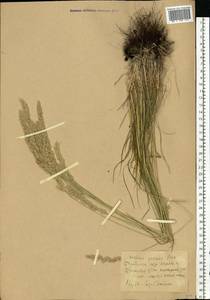 Koeleria pyramidata (Lam.) P.Beauv., Eastern Europe, North Ukrainian region (E11) (Ukraine)