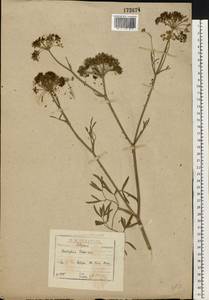 Cenolophium fischeri (Spreng.) W. D. J. Koch, Eastern Europe, North-Western region (E2) (Russia)