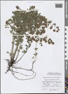 Lotus herbaceus (Vill.) Jauzein, Caucasus, Black Sea Shore (from Novorossiysk to Adler) (K3) (Russia)
