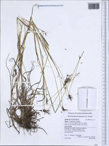 Bothriochloa ischaemum (L.) Keng, Western Europe (EUR) (Spain)