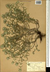 Teucrium polium L., Crimea (KRYM) (Russia)