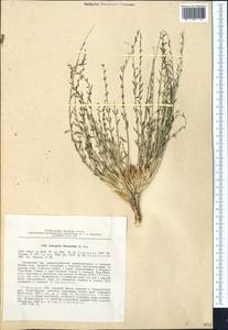 Astragalus olgae Bunge, Middle Asia, Pamir & Pamiro-Alai (M2) (Uzbekistan)