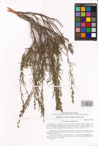 Artemisia salsoloides Willd., Eastern Europe, North Ukrainian region (E11) (Ukraine)