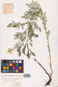 Adonis apennina L., Eastern Europe, Eastern region (E10) (Russia)