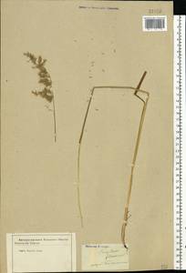 Trisetum flavescens (L.) P.Beauv., Eastern Europe, Central forest-and-steppe region (E6) (Russia)