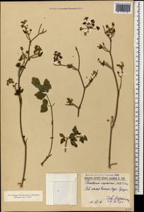 Dichoropetalum caucasicum (M. Bieb.) Soldano, Galasso & Banfi, Caucasus, Abkhazia (K4a) (Abkhazia)