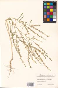 Lepidium sativum L., Eastern Europe, Moscow region (E4a) (Russia)