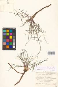 Scorzonera cana (C. A. Mey.) O. Hoffm., Eastern Europe, Lower Volga region (E9) (Russia)