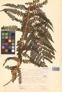 Polystichum microchlamys (Christ) Matsum., Siberia, Russian Far East (S6) (Russia)