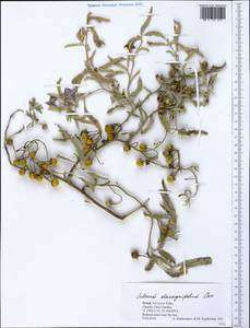 Solanum elaeagnifolium Cav., South Asia, South Asia (Asia outside ex-Soviet states and Mongolia) (ASIA) (Israel)