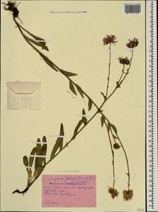 Erigeron caucasicus subsp. venustus (Botsch.) Grierson, Caucasus, Stavropol Krai, Karachay-Cherkessia & Kabardino-Balkaria (K1b) (Russia)