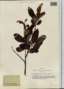 Salix jenisseensis (Fr. Schmidt) B. Floder., Siberia, Altai & Sayany Mountains (S2) (Russia)