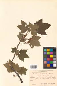 Ribes latifolium Jancz., Siberia, Russian Far East (S6) (Russia)