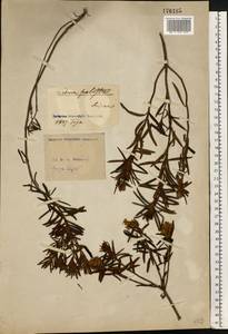 Rhododendron tomentosum (Stokes) Harmaja, Eastern Europe, North Ukrainian region (E11) (Ukraine)