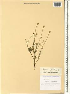 Roemeria sicula (Guss.) Galasso, Banfi, L. Sáez & Bartolucci, Caucasus, Dagestan (K2) (Russia)