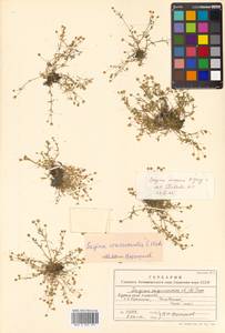 Sagina maxima subsp. crassicaulis (S. Watson) G. E. Crow, Siberia, Russian Far East (S6) (Russia)