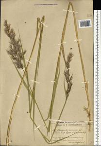 Phragmites australis (Cav.) Trin. ex Steud., Eastern Europe, Moscow region (E4a) (Russia)