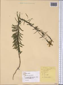 Linaria vulgaris Mill., America (AMER) (United States)