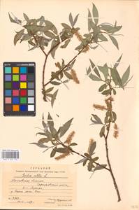 Salix alba L., Eastern Europe, Moscow region (E4a) (Russia)