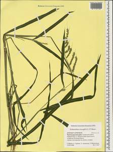 Echinochloa crus-galli (L.) P.Beauv., Caucasus, Black Sea Shore (from Novorossiysk to Adler) (K3) (Russia)