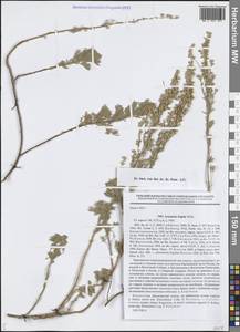 Artemisia frigida Willd., Middle Asia, Dzungarian Alatau & Tarbagatai (M5) (Kazakhstan)