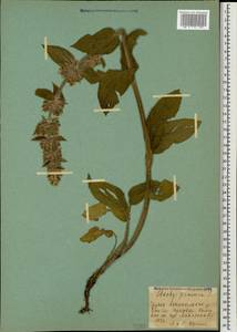 Stachys germanica L., Caucasus, Georgia (K4) (Georgia)