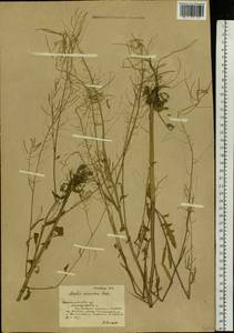 Arabidopsis arenosa subsp. arenosa, Eastern Europe, South Ukrainian region (E12) (Ukraine)