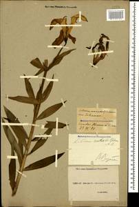Lilium monadelphum M.Bieb., Caucasus, Georgia (K4) (Georgia)