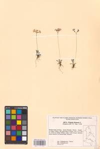 Primula farinosa L., Siberia, Russian Far East (S6) (Russia)