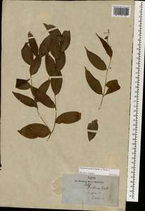 Disporum cantoniense (Lour.) Merr., South Asia, South Asia (Asia outside ex-Soviet states and Mongolia) (ASIA) (Nepal)