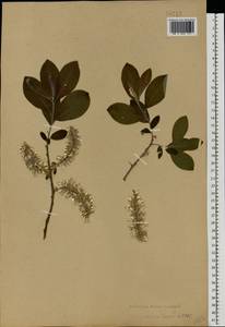 Salix caprea × cinerea, Eastern Europe, Central forest-and-steppe region (E6) (Russia)