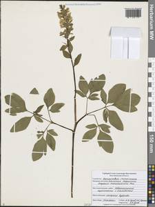 Corydalis cava (L.) Schweigg. & Körte, Eastern Europe, Central forest-and-steppe region (E6) (Russia)