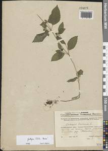 Galeopsis bifida Boenn., Eastern Europe, Eastern region (E10) (Russia)