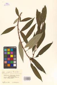 Salix subfragilis Andersson, Siberia, Baikal & Transbaikal region (S4) (Russia)