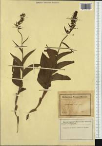 Cephalanthera rubra (L.) Rich., Western Europe (EUR) (France)