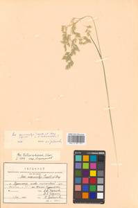 Poa macrocalyx Trautv. & C.A.Mey., Siberia, Russian Far East (S6) (Russia)