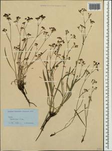 Bupleurum falcatum L., Crimea (KRYM) (Russia)